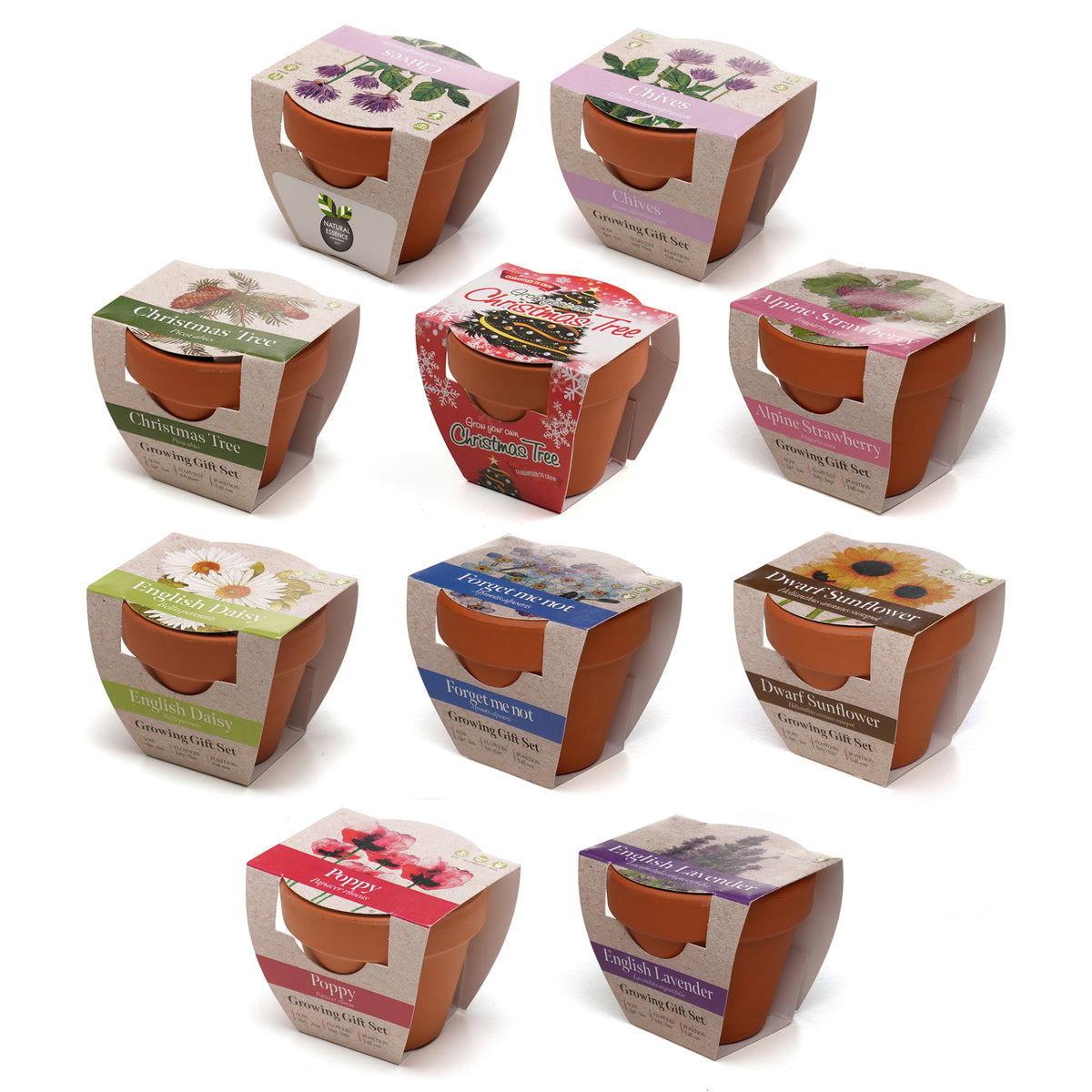 Branded Mini Terracotta Pot Growing Gift