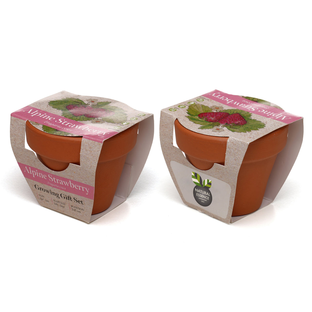 Branded Mini Terracotta Pot Growing Gift