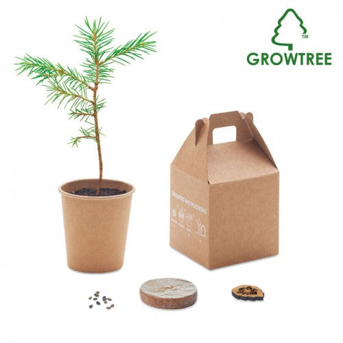 Grow your Own Pine Tree Gift