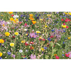 Branded Mixed Flower Seed Disc without branding