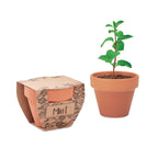 Branded Terracotta Pot with Mint Seeds without branding