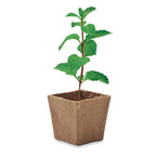 Branded Mint Seeds Growing Kit in Peat Pot without branding