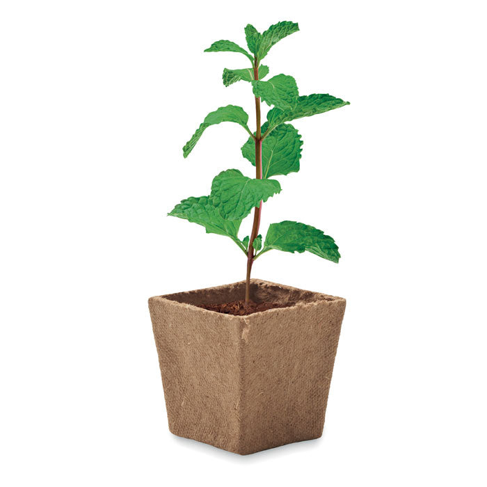 Branded Mint Seeds Growing Kit in Peat Pot without branding