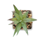 Branded Mini Artificial Aloe Plant without branding