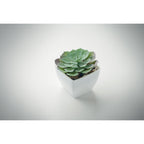 Branded Mini Artificial Echeveria Plant without branding