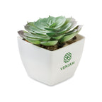 Branded Mini Artificial Echeveria Plant