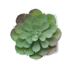 Branded Mini Artificial Echeveria Plant without branding