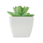 Branded Mini Artificial Graptopetalum Plant without branding