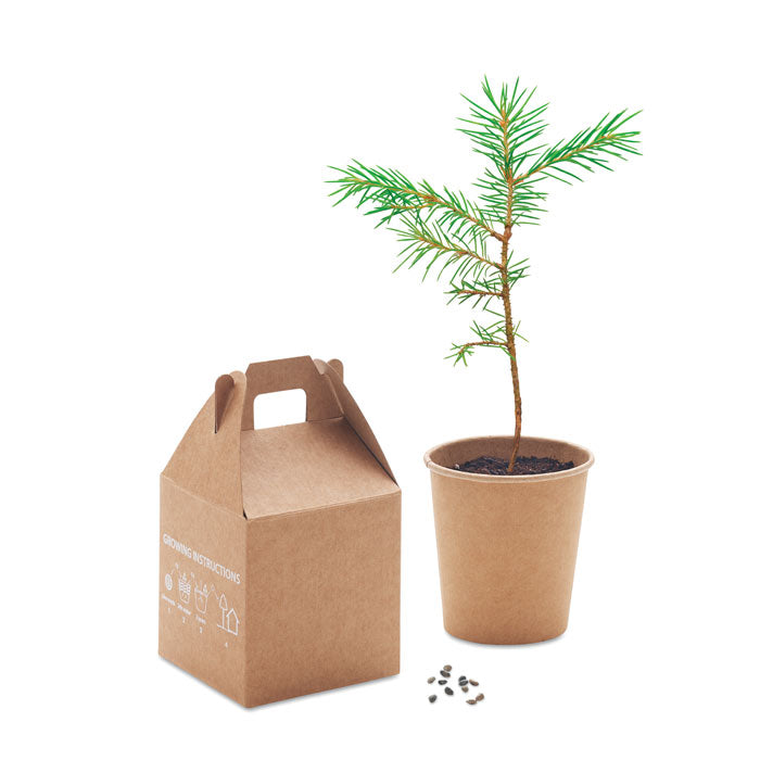 Branded Grow your Own Pine Tree without branding