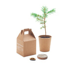 Branded Grow your Own Pine Tree without branding
