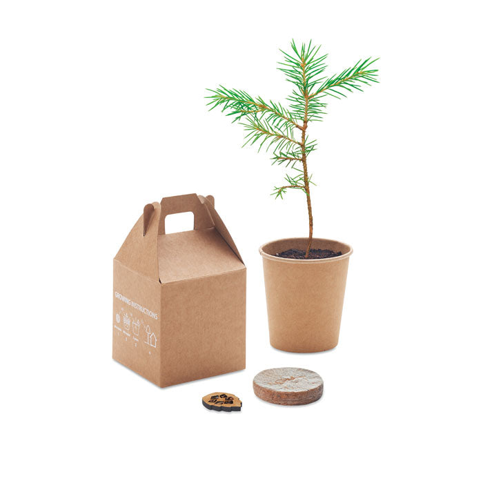 Branded Grow your Own Pine Tree without branding