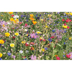 Branded Summer Flower Seeds in Envelope without branding
