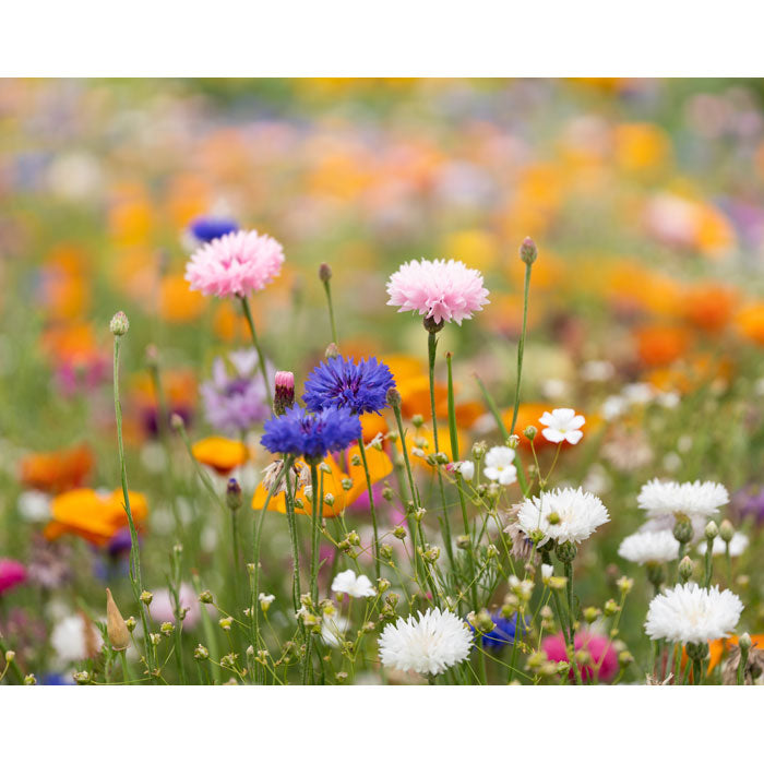 Branded Wildflower Seed Paper Sheet - A4 in use