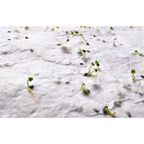 Branded Wildflower Seed Paper Sheet - A4 without branding