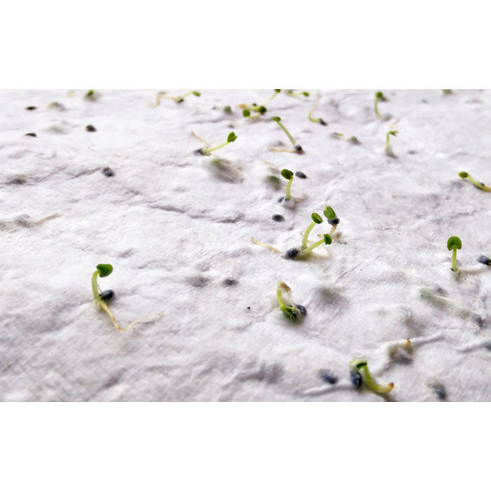 Branded Wildflower Seed Paper Sheet - A4 without branding