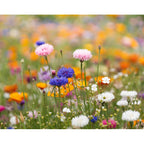 Branded Wildflower Seed Paper Sheet - A5 without branding